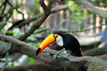 Obraz premium Toucan perched on branch