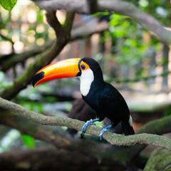 Toucan perched on branch