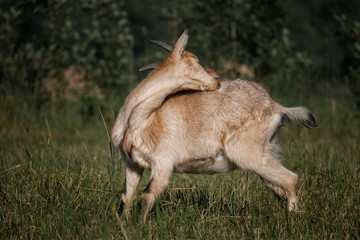 Alpine goat in countryside