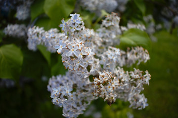 Beautiful pale purple lilac blooms in the city center. In the sun, the petals shimmer in white.