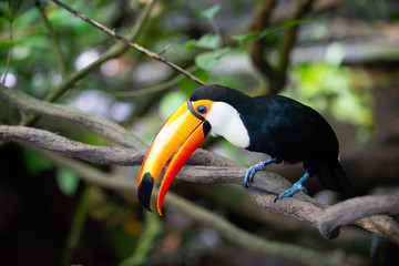 Fototapeta premium Toucan on a branch with its beak open