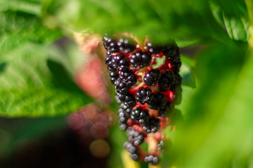 Black berries close-up. Phytolacca acinosa. Phytolaccaceae. Decorative fruit of american Phytolacca. Indian poke weed. Phytolacca Americana, American Pokeweed Or Simply Pokeweed With Black Berries.