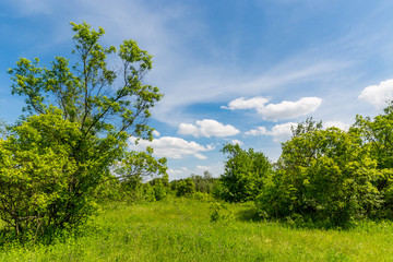 Obraz premium meadow under nice sky