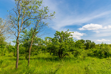 Obraz premium meadow in steppe under nice sky