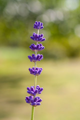 Lavendelbluete