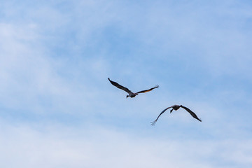 Pair of Common cranes (Grus grus) flying in the blue sky over Aland islands, Finland