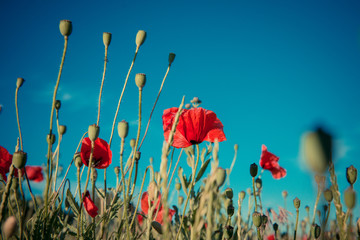 Poppy field. Summer background. Blooming red poppies and blue sky.
