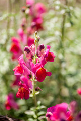 a bunch of antirhinum