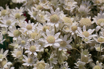 フランネルフラワー　天使のウィンク