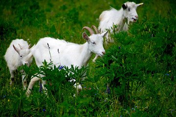 Obraz premium A herd of sheep grazing in a meadow, eating grass and plants.