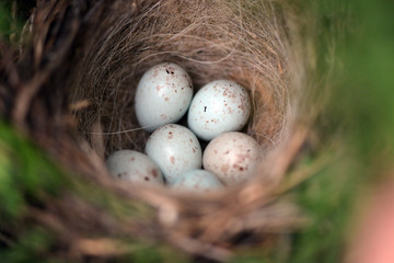 birds nest with blue and pink eggs in the garden