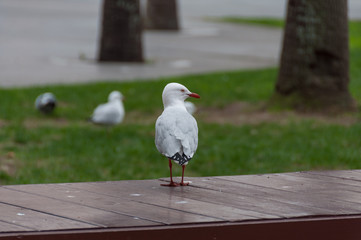 Seagull bird on the ground in the park