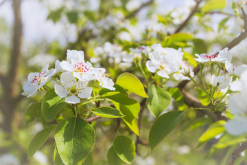 Flowering white pear tree flowers in late spring