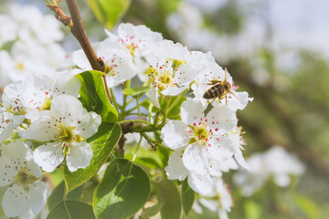 Bee collects nectar from white flowers of pear tree in late spring