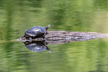 A turtle resting in the sun on a log.