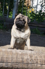 Obraz premium Sweet pug in the garden