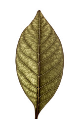 Isolated olive coloured leaf on a white background with backlit veins