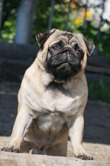 Obraz premium Sweet pug in the garden