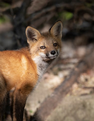 Red fox kit (Vulpes vulpes) playing in the forest in springtime in Canada 