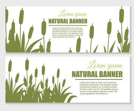Reeds in green grass. Reed plant. Green swamp cane grass. Flat vector illustration on white background. Clip art for decorate swamp. Advertising flyer or greetings card design