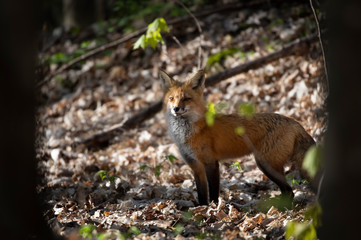 Red fox Vulpes vulpes looking for her kits in the forest in springtime in Canada 