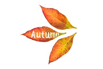 Creative concept yellow and red leaves with the inscription autumn. Maple leaf. Falling foliage. Flat lay, top view
