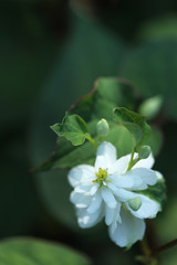 八重咲きのドクダミの花