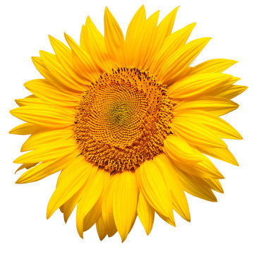 Sunflower head isolated on white background. Sun symbol. Flowers yellow, agriculture. Seeds and oil. Flat lay, top view. Bio. Eco. Creative