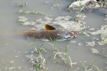 増水時に紛れ込んだ遊水地に水が引いて逃げられなくなった鯉のような魚（救出済み）