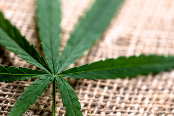 close up on dark green cannabis marijuana leaf 