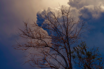 tree in the garden and cloudy sky