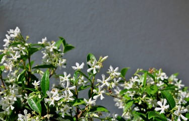 small white flowers on a gray background