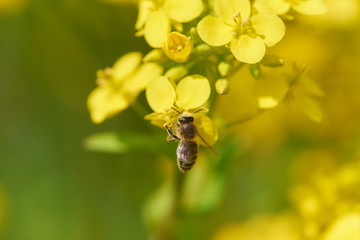 菜の花　蜜蜂　受粉