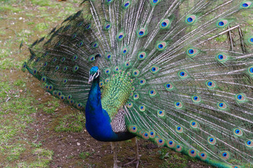 Obraz premium Portrait d'un paon faisant la roue