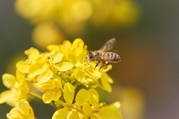 アブラナ　満開　蜜蜂