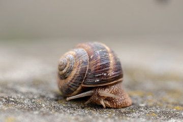 Big snail in shell crawling on road, summer day. Slug close up