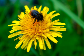 Bumblebee sitting on a yellow dandelion flower close-up with a blurred background