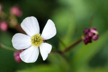 Close up of small white flower on green background