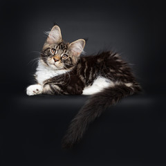 Fototapeta na wymiar Cute black tabby with white Maine Coon cat kitten, laying side ways. Looking at camera with brown eyes facing front. Isolated on black background. Tail hanging over edge.