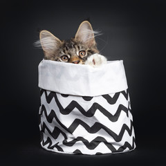 Cute black tabby with white Maine Coon cat kitten, sitting in black with white zigzag decorated bag...