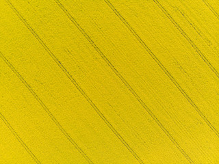Top down aerial view of yellow canola field