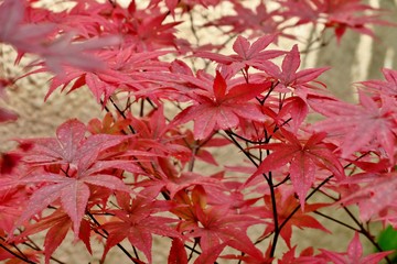 beautiful bright red maple leaves close up