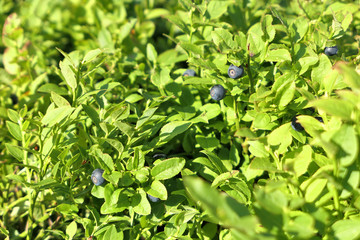 Wild blueberries bilberry fruits on shrubs growing in the forest.
