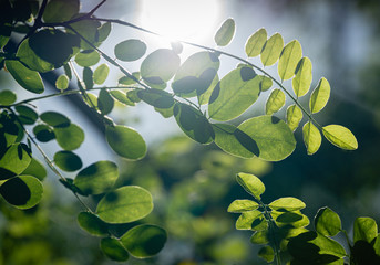 Tender green young leaves of Robinia pseudoacacia (black locust, false acacia) through which the sun shines through. Selective focus and close-up. Nature concept for design