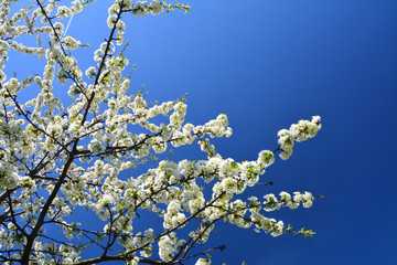 Spring white sweet cherry blossom  over blue sky.