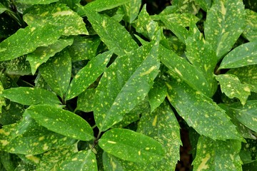 beautiful plant green with yellow spots
