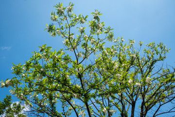 Acacia en fleurs