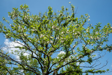 Acacia en fleurs