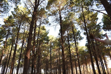 Fototapeta premium Forest