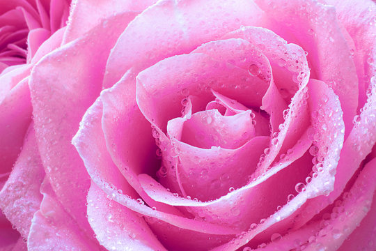 Close up view of a beautiful purple rose with drops of water. Macro image. Fresh beautiful flower as expression of love and respect for postcard and wallpaper. Horizontal.